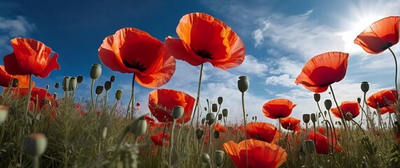 Obraz premium A vibrant field of poppies under a bright blue sky with soft clouds