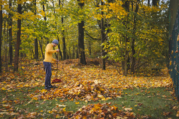 Man in a yellow sweater and beanie raking autumn leaves in a colorful forest. The golden foliage...