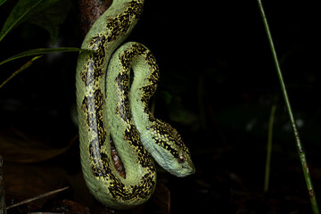 Malabar pit viper ( Craspedocephalus malabaricus ) is pit viper endemic to western ghats