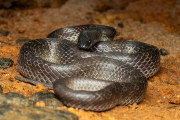 close up macro of a wolf snake