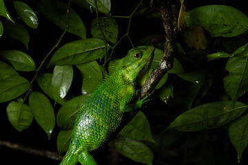 Calotes nemoricola, the Nilgiri forest lizard, is an agamid lizard found in the Western Ghats of...