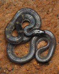 Obraz premium Portrait of a Travancore Wolf snake ( Lycodon travancoricus ) 🐍 