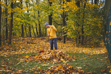 Man in a yellow sweater and beanie raking autumn leaves in a colorful forest. The golden foliage...