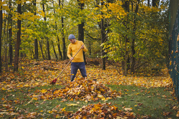 Man in a yellow sweater and beanie raking autumn leaves in a colorful forest. The golden foliage...