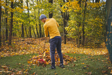 Man in a yellow sweater and beanie raking autumn leaves in a colorful forest. The golden foliage...