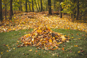 Vibrant pile of autumn leaves on a green lawn, surrounded by a colorful forest. The golden, orange,...