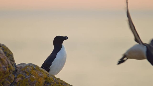 Razorbills Colony of Seabirds at Sunset on Coast, Colony of Razorbills on Rocks with Ocean Sea Water and Orange Sunset Sky on Skomer Island in Wales, UK Nature and Wildlife