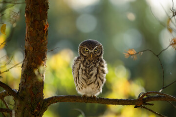 Owl in backlight. Little owl, Athene noctua, perched on pine in last evening sunrays. Wild owl of Athena masking in natural habitat. Adorable owl in wildlife nature. Beautiful bird with yellow eyes.