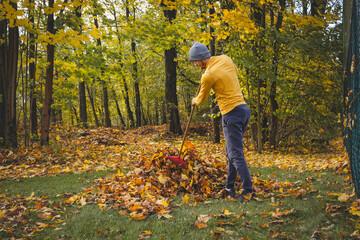 Man in a yellow sweater and beanie raking autumn leaves in a colorful forest. The golden foliage...
