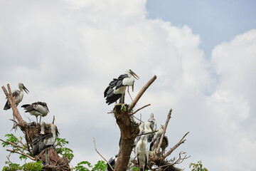 Flock of Painted Stork (Mycteria leucocephala) perching on branch
