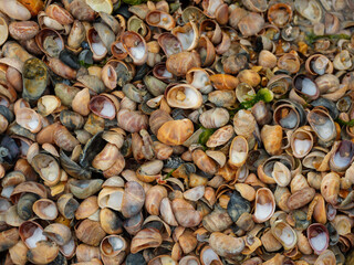 Shells