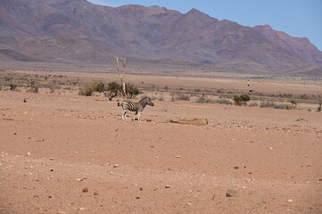 Zebra in the Namibian Desert