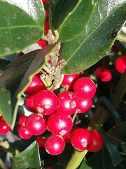 Ilex canariensis. Acebiño. Arbusto con bayas rojas. 