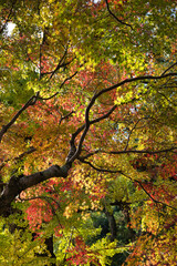 色とりどりの紅葉