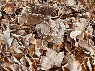  close-up scene of frost-covered leaves. first sugns of witer. winter kiss of nature. frosty morning texture
