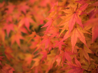11月に赤く色付いたモミジ