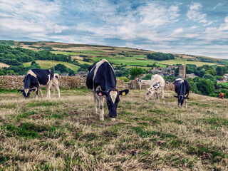 Cows are grazing in the meadows of Dorset, England