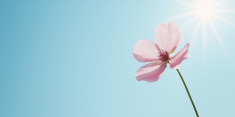 A pink flower is in the foreground of a blue sky. The flower is the main focus of the image, and it is in full bloom. The blue sky in the background creates a sense of calm and tranquility