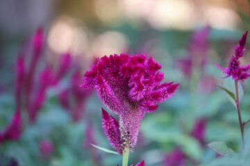 Red Cockscomb- wool flowers-Celosia cristata in the garden of the Alhambra in the Spanish city of...