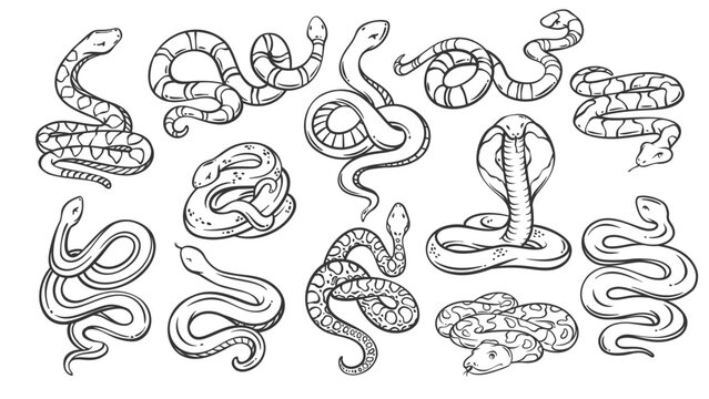 Snake species line icons set. Outline hand drawn wild and Zoo cobra and rattlesnake, python and anaconda, copperhead snake. Nature, wildlife mascot, serpent collection icons vector illustration
