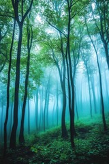 Obraz premium Misty forest with tall trees and lush greenery in a serene atmosphere.