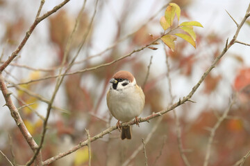 Euroasian tree sparrow, Passer montanus, on the branch