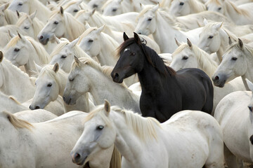 Obraz premium Large group of white horses, with one black horse standing out prominently in the center
