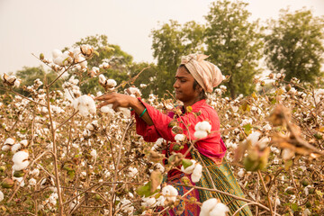 Indian woman harvesting cotton in a cotton field.