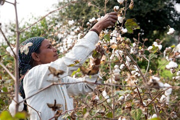 Woman harvesting cotton in a cotton field, India