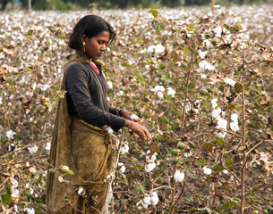 Indian woman harvesting cotton in a cotton field.