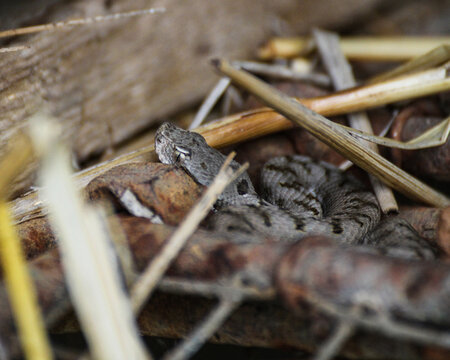 Vip&egrave;re aspic - Vipera aspis