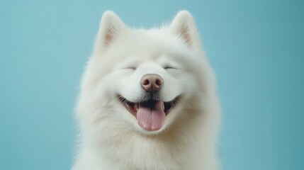 The Happy Samoyed Dog