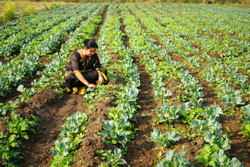 Happy Indian woman working cabbage organic farm.