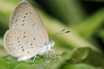 Obraz premium Lesser grass blue, Zizina otis. Small delicate butterfly perched on a green leaf. Light brown wings with darker spots. Macro photography of insects in nature. 