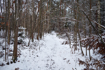 leśna ścieżka ,zima  © Marcin Łazarczyk