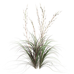 Free PNG 3d illustration of Andropogon-virginicus tree frontal isolated transparent background perfectly cutout high resolution	

