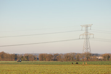 biches devant pyl&ocirc;ne &eacute;lectriques.