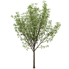Free PNG 3d illustration of Pyrus nivalis tree frontal isolated transparent background perfectly cutout high resolution	

