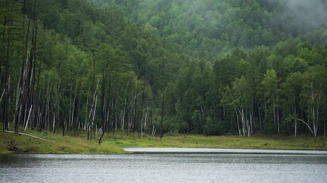 Zeya reservoir reserve. Beautiful taiga forest near the lake. View from the boat.