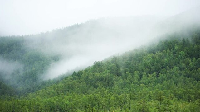 Zeya reservoir reserve. Green coniferous hills covered with fog next to a calm lake.