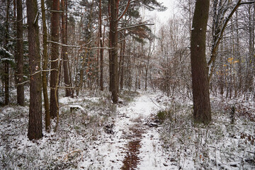 zima,leśna ścieżka  © Marcin Łazarczyk