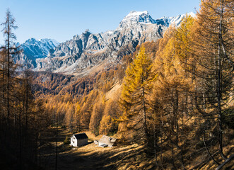 Foliage all'Alpe Sangiatto (Alpe Devero) in autunno