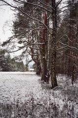 łąka,drzewa,zima  © Marcin Łazarczyk