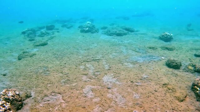 yellow-lipped sea krait while snorkeling in southeast asia