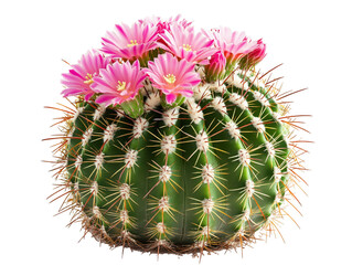 Cactus with small pink flowers, isolated on white background.