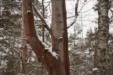 topola,zima  © Marcin Łazarczyk