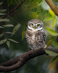 Spotted owlet close encounter. 