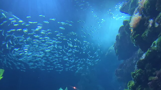 Banc de poisson