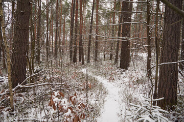 leśna ścieżka,zima  © Marcin Łazarczyk