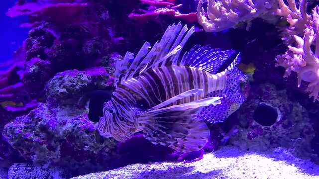 Poisson aquarium